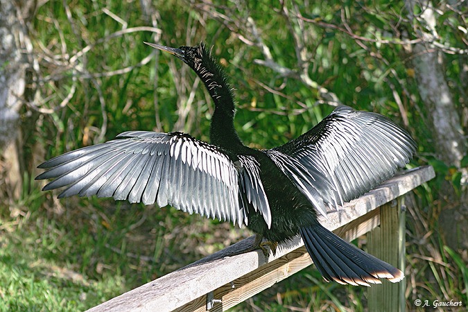 Anhinga